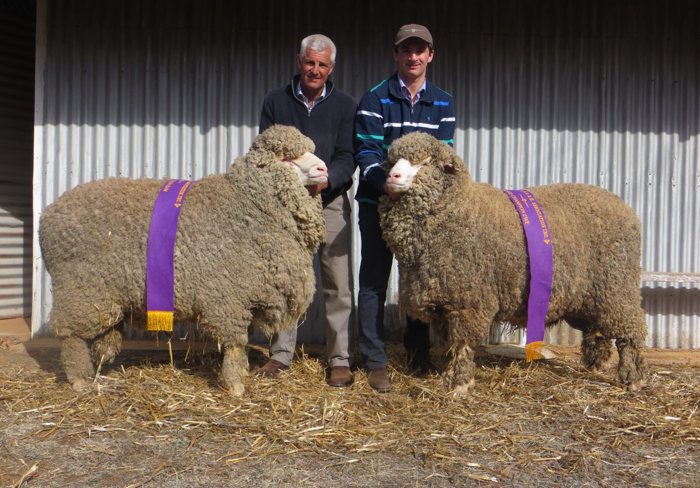 Cameron and Warick with the Grand Champion Ewe and Ram of the 2018 Peak Hill Show.