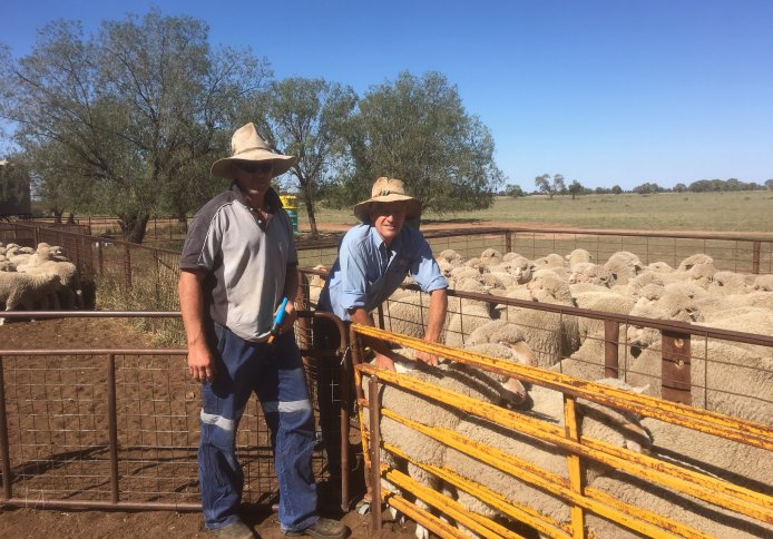 Warick classing sheep for client Craig Fordham at Armatree.