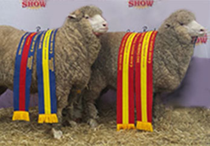 2018 Sydney Royal Easter Show junior champions.