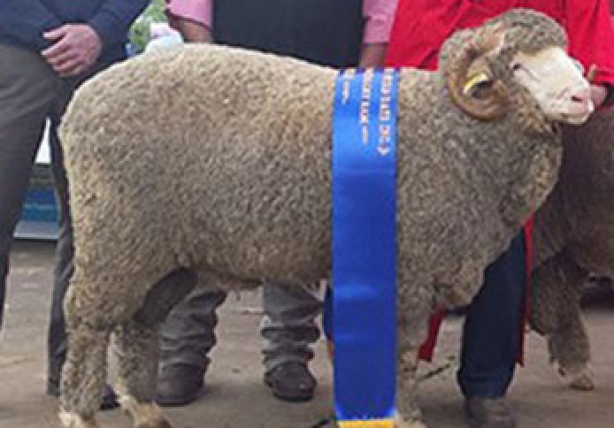 2016 Midstate Merino Premier Hogget Ram.