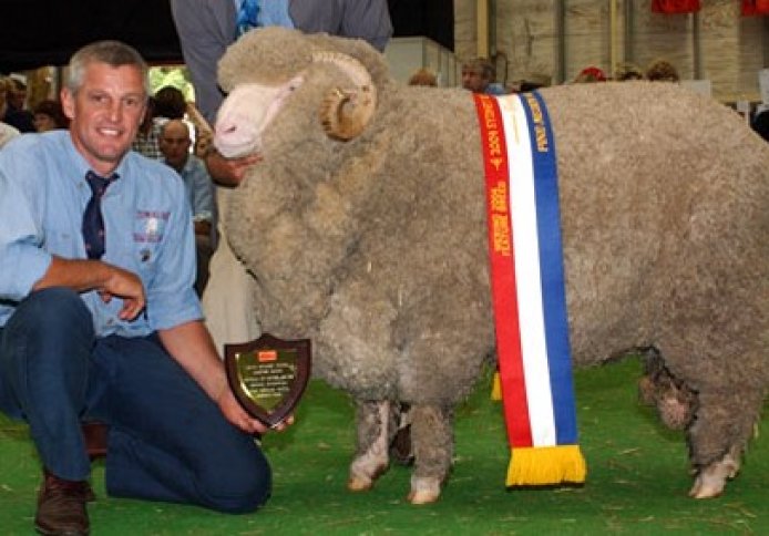 Sydney Royal Easter Show Grand Champion Fine/Medium Wool Merino Ram.